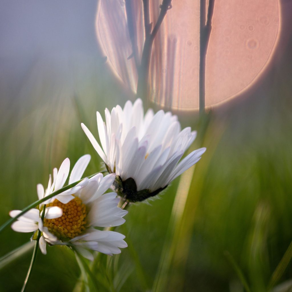 Two white daisy flowers in bloom against a backdrop of a setting sun and a purple sky.