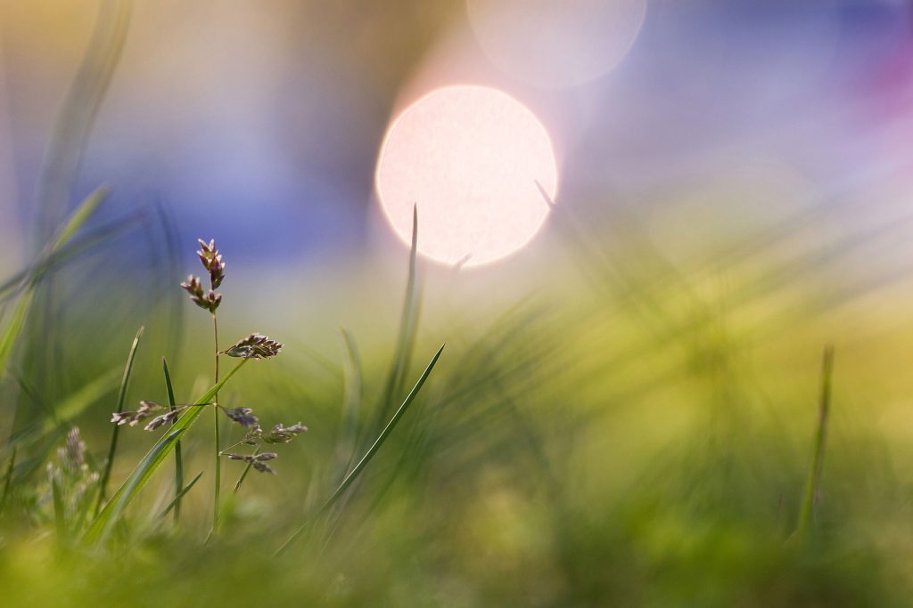 Close-up of Dactylis glomerata grass strand against a backdrop of a setting sun, with purple and blue hues in the sky.
