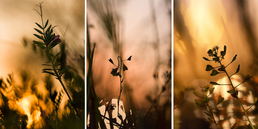Collage of a single Shepherd's-Purse flower with heart-shaped leaves, captured from an interesting angle that looks into the frame from the top right corner. The flower is bathed in the orange-red light of the setting sun, with another flower visible behind it and a glowing ball of light in the right corner.