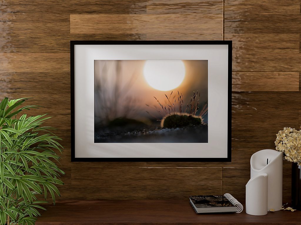 Close-up macro photograph of Tortula muralis moss framed in a black frame with big white mounting, against a wooden wall. A green exotic plant, books, and hyacinth flowers are seen on top of a sideboard beneath the frame.