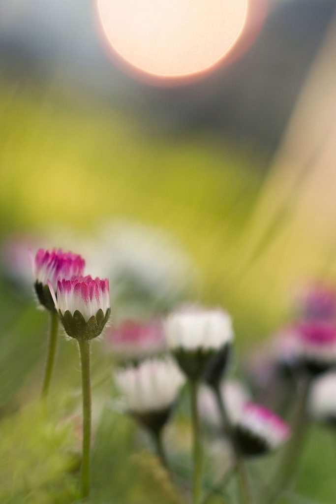 Cluster of daisy flowers with pink-tipped petals, surrounded by a golden and red sun in the center frame.