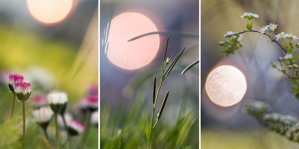 Collage of a budding Cardamine pratensis flower amidst swaying grass blades under a red circular sun and purple evening sky.